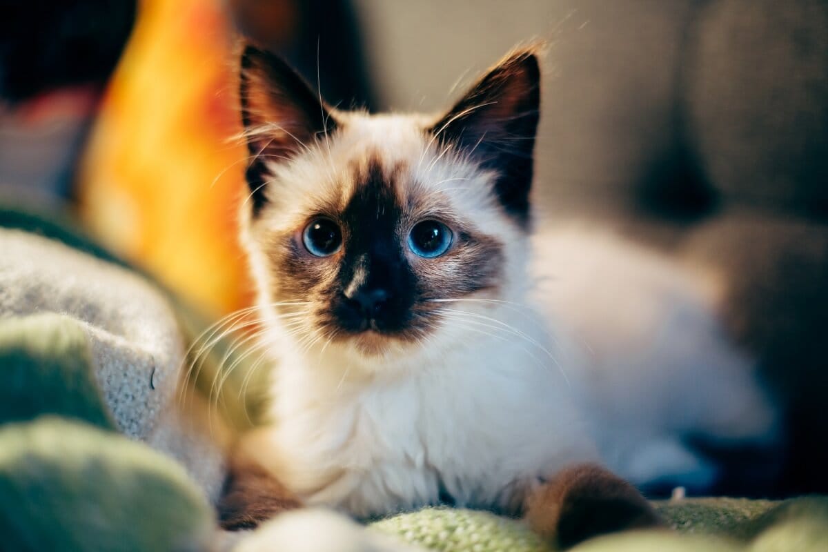 «Золотой» котенок: студентка отдала 340 тыс рублей ради бездомного животного