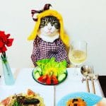 Кот Маро из Японии прославился благодаря костюмированным ужинам с хозяйкой