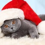 Как вернуть себе расположение кота? «Яндекс» собрал самые забавные запросы за 2018 год