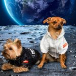 Космическая мода: коллекция одежды для собак