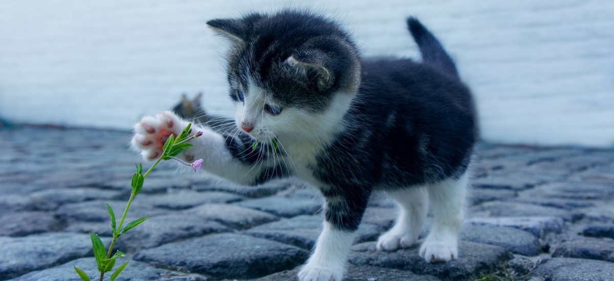 Опубликовано видео самой маленькой кошки в мире