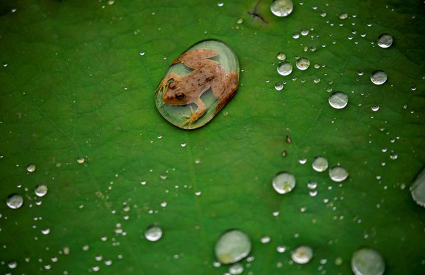 Лягушка на листе лотоса после дождя, Лалитпур, Непал. 26 сентября 2019 года. Фотограф – Навеш Читракар.