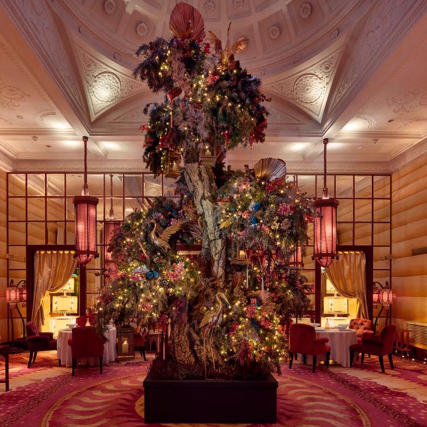 Бонсай Екатерины II (Лондон)