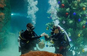 Свадьба под водой: москвичи обменялись кольцами в аквариуме