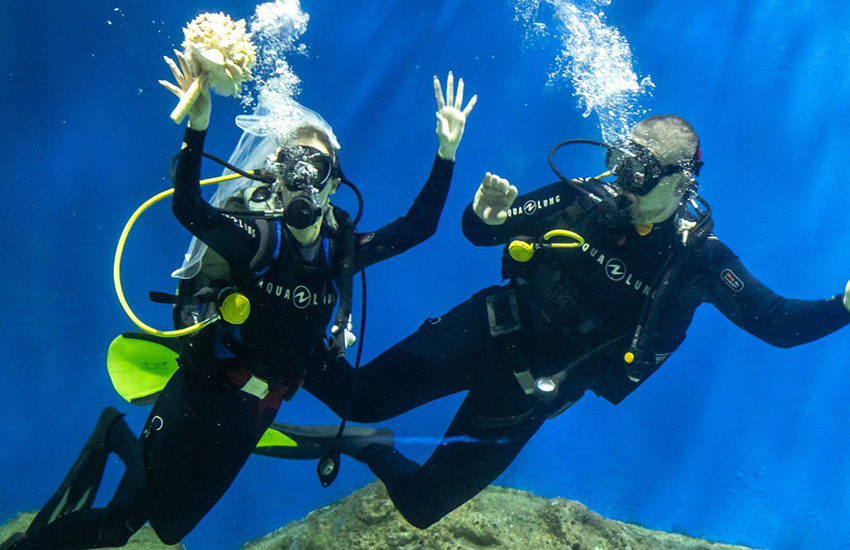 подводная свадьба, москвариум, жених и невеста