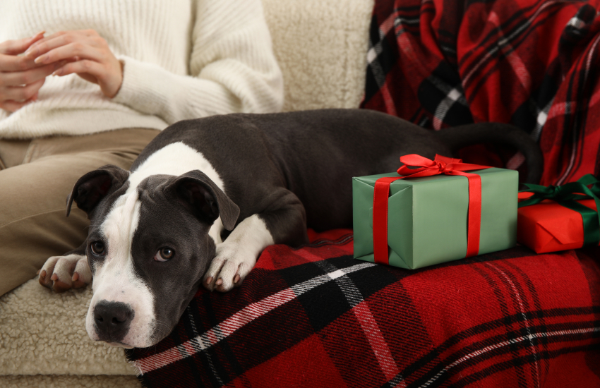 новый год, подарки, антитренды подарков, животные
